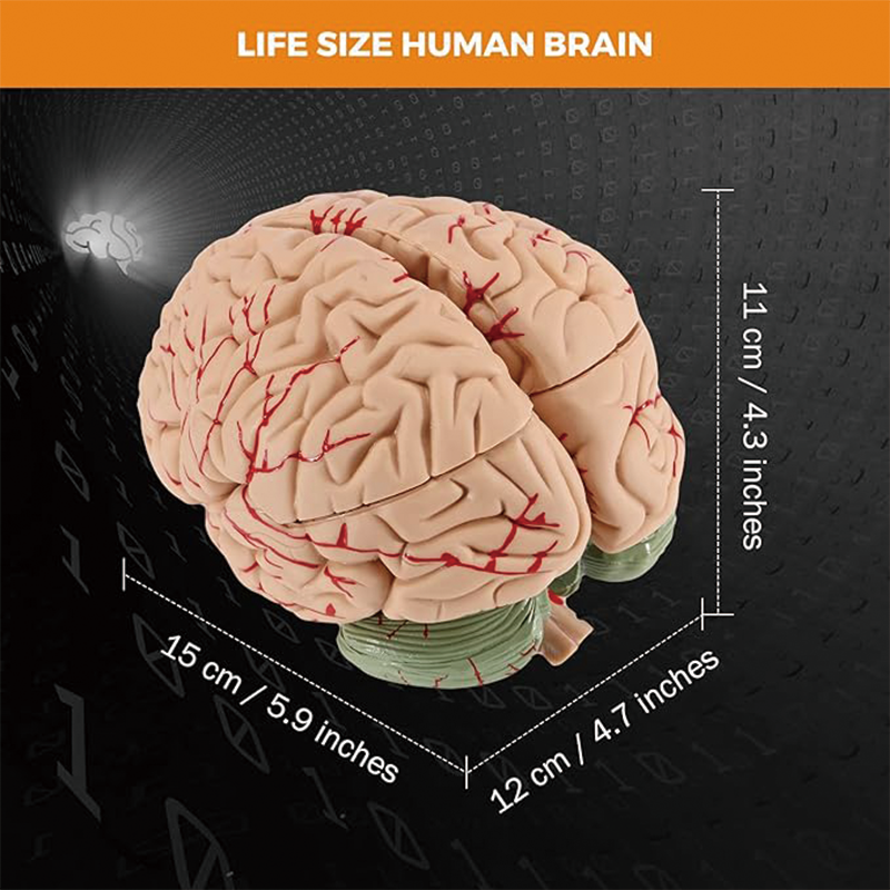 Human Brain Model Anatomy,Medical Teaching Model, Detachable Brain Model for Science Research Teaching Learning Classroom Study Display