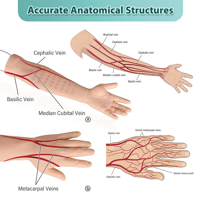 Intravenous Practice Arm Kit, IV Venipuncture Intravenous Training Kit with Carrying Bag, for Students and Professionals