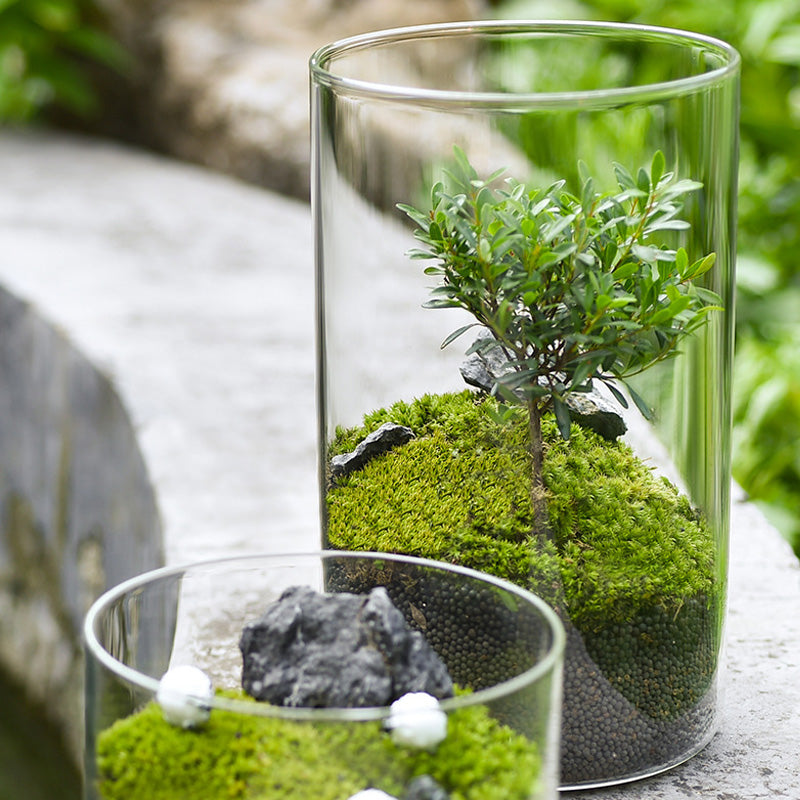 High Borosilicate Glass Vase, Micro Landscape Hydroponic Plant Straight Glass Jar, Ornamental Living Room Flower Arrangement Art Vase